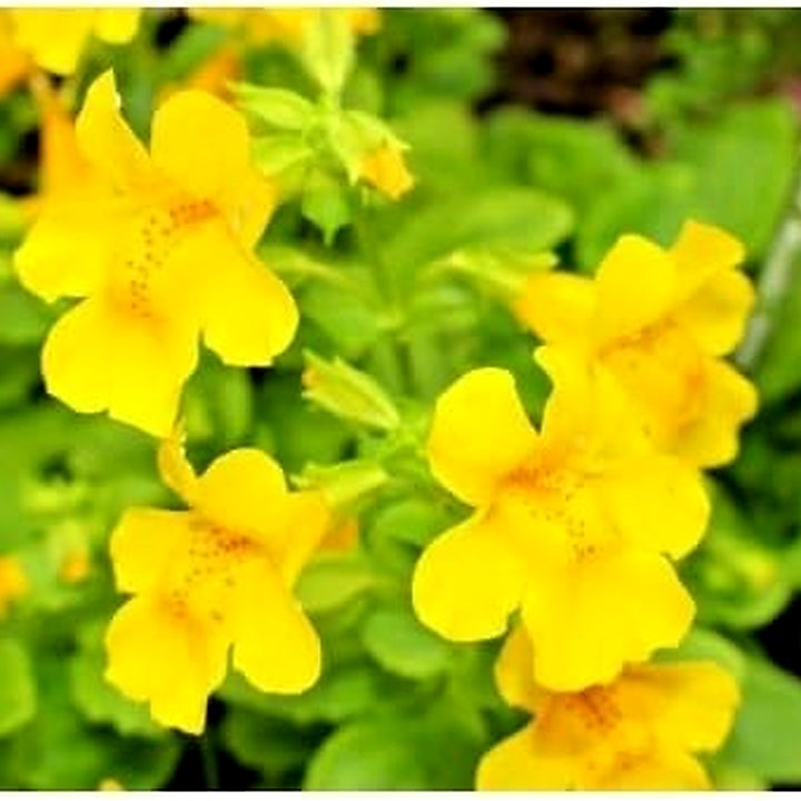 Yellow Mimulus Guttatus Flower Seeds for Planting [neera-v5-50e37e08d16b2266896c]