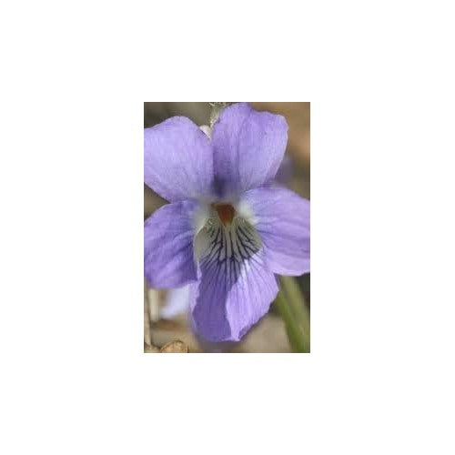 Heirloom Non-GMO Prairie Viola Flower Seeds for Planting [neera-v5-50eee8d63612f13619db]