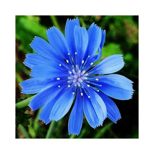 Chicory Planting Non Gmo Non Gmo Free Ship Heirloom Drought Tolerant Perennial Flower Seeds [neera-v5-50f6886d63fbbc6f660f]