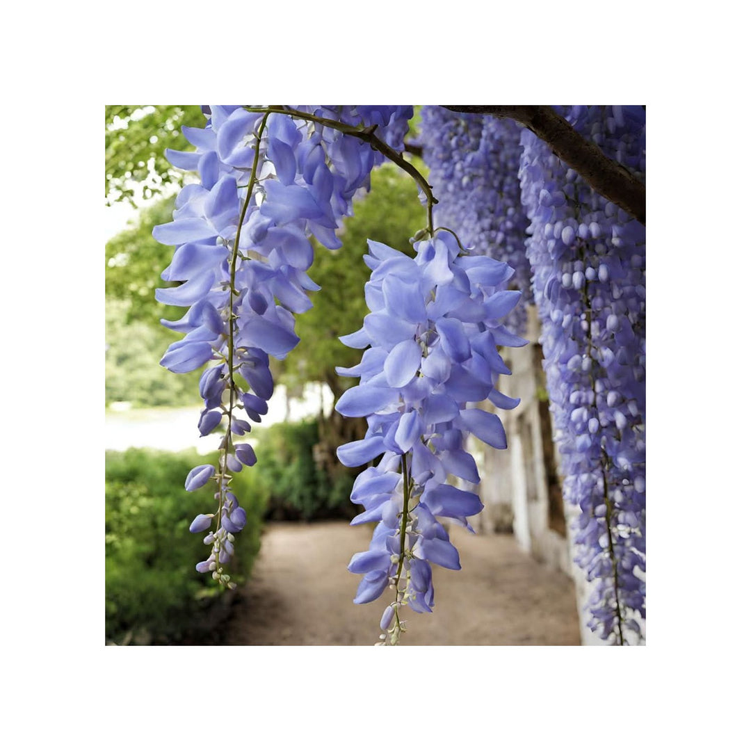 Blue Heirloom Wisteria Non Gmo Flower For Planting Flower Seeds for Home Garden Planting, Lush [neera-v5-50fd8fcc67cda2542b91]