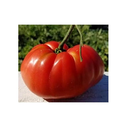 Giant Red Tomato Seeds for Planting [neera-v5-511069d6006dbd0184a3]