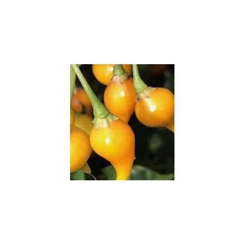 Yellow Biquinho Pepper Seeds for Planting [neera-v5-5118613f1d8a7e2ffa33]