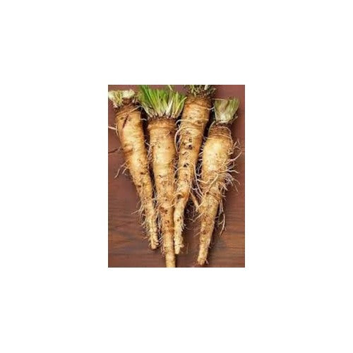 Horseradish Seeds for Gardening [neera-v5-511b05307577bd17465b]