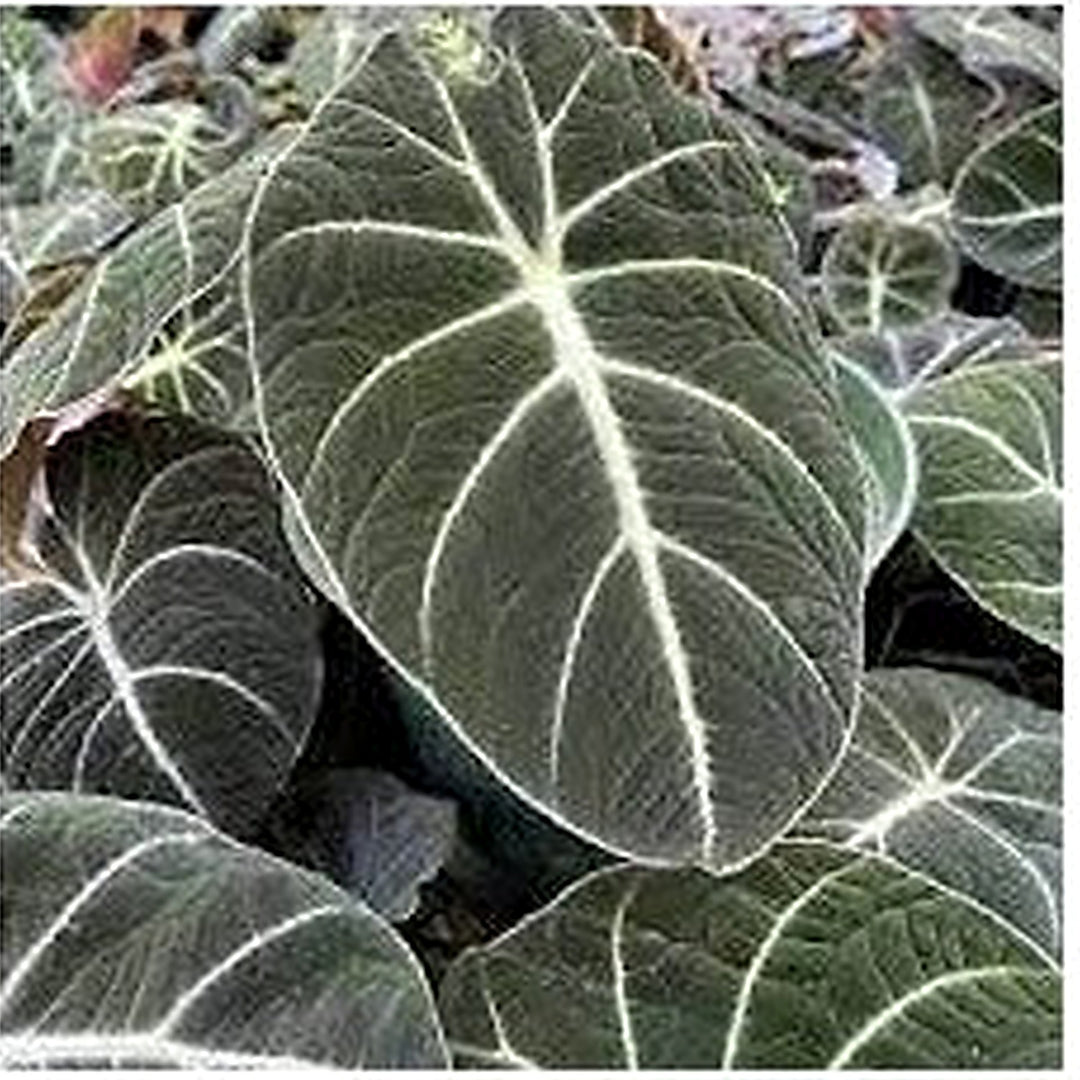 Black Caladium Flower Seeds for Planting [neera-v5-511ed6898b67fac082a6]