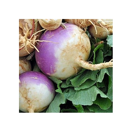 Rutabaga American Purple Seeds [neera-v5-51239f57ee9e1d749bda]