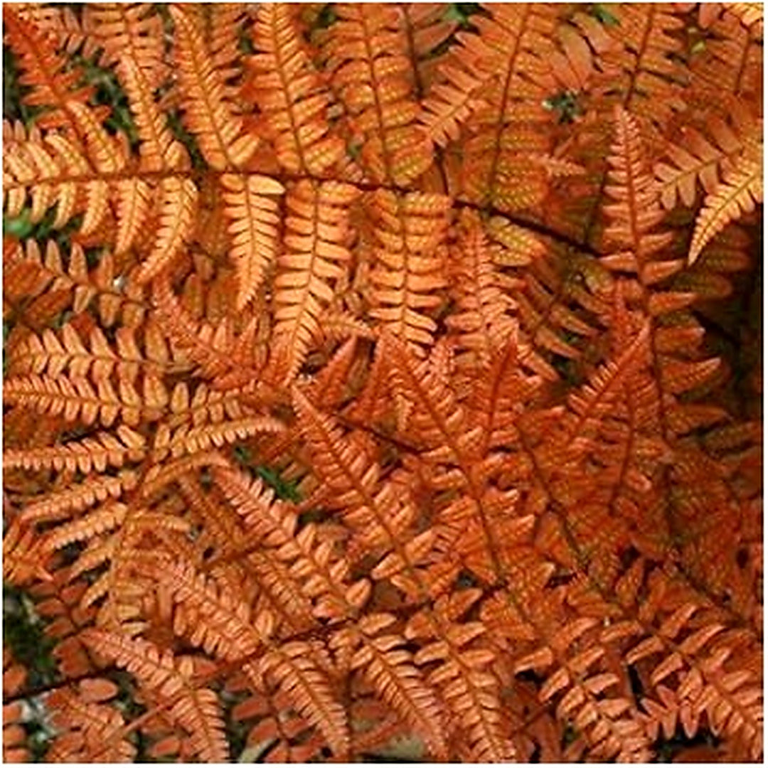 Organic Heirloom Orange Fern Flower Seeds [neera-v5-5143bedbc205871ad478]