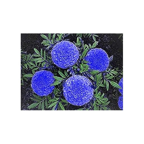 Blue Marigold Seeds for Planting [neera-v5-5144ab9659eb69e0a547]
