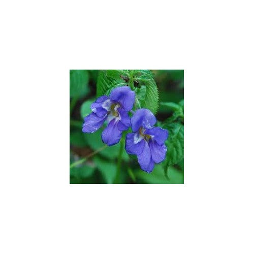 Blue Impatiens Seeds for Planting [neera-v5-51461a2abf6e1101da02]
