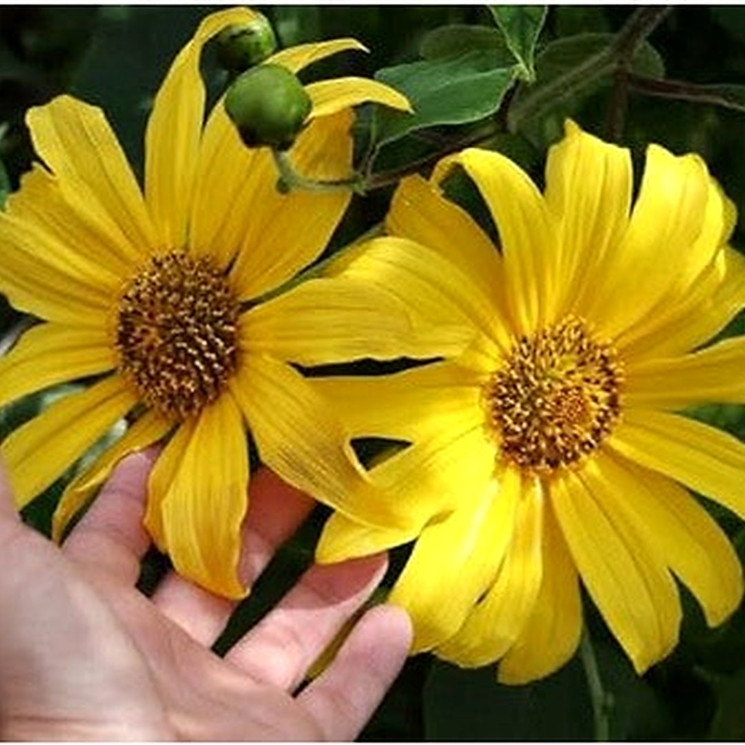 Daisy Flower For Indoor Garden Planting Flower Seeds for Home Garden Planting, Landscape Organic [neera-v5-51470e4207ad4f574393]
