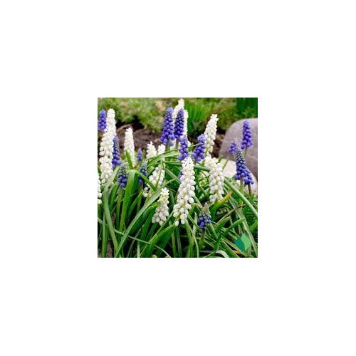 Grape Hyacinth Seeds [neera-v5-514d403344cbca832a31]