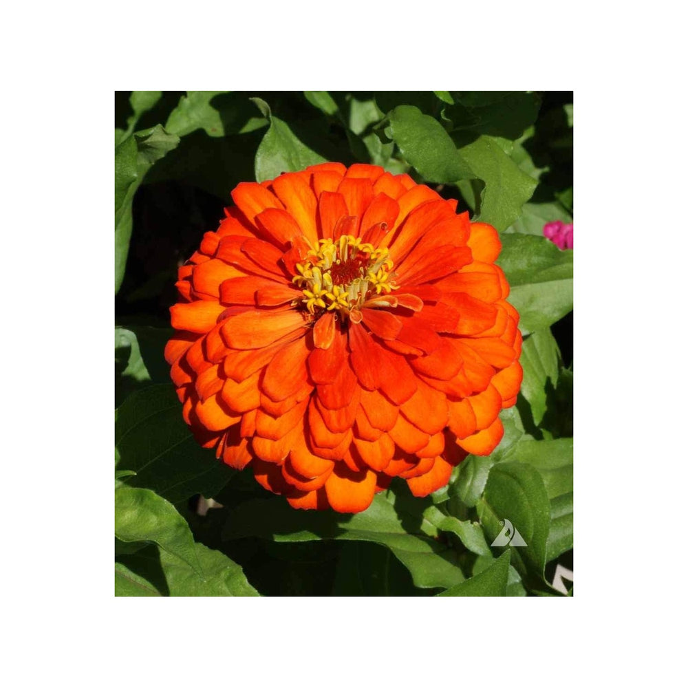 Orange Zinnia Flower For Planting Vibrant Non Gmo Heirloom Flower Flower Seeds for Home Garden [neera-v5-515fdc10b1b8392fd0b8]