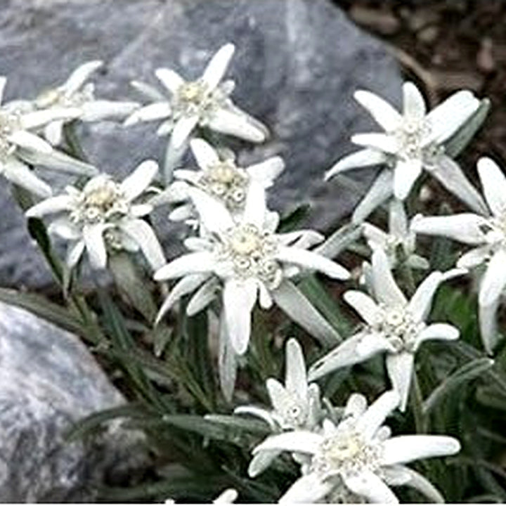 Heirloom Non-GMO White Leontopodium Flower Seeds for Planting [neera-v5-51614de3ab3a10de6a96]