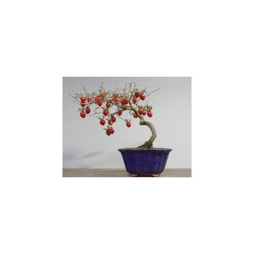 Passion Fruit Seeds [neera-v5-516841b8a314b0013c4d]