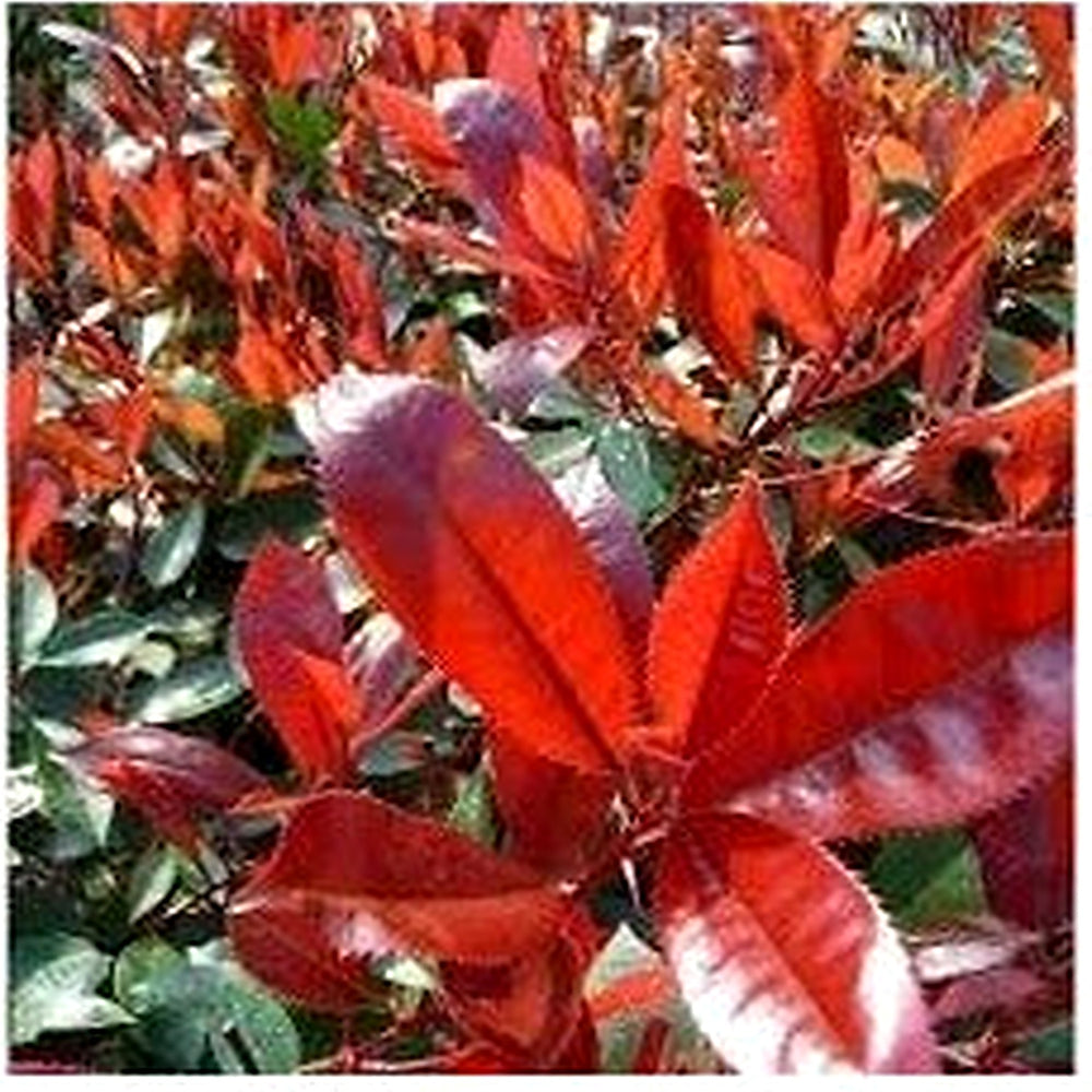 Photinia Serrulata Plant Seeds for Planting [neera-v5-516e381a9829c5d7c8d6]