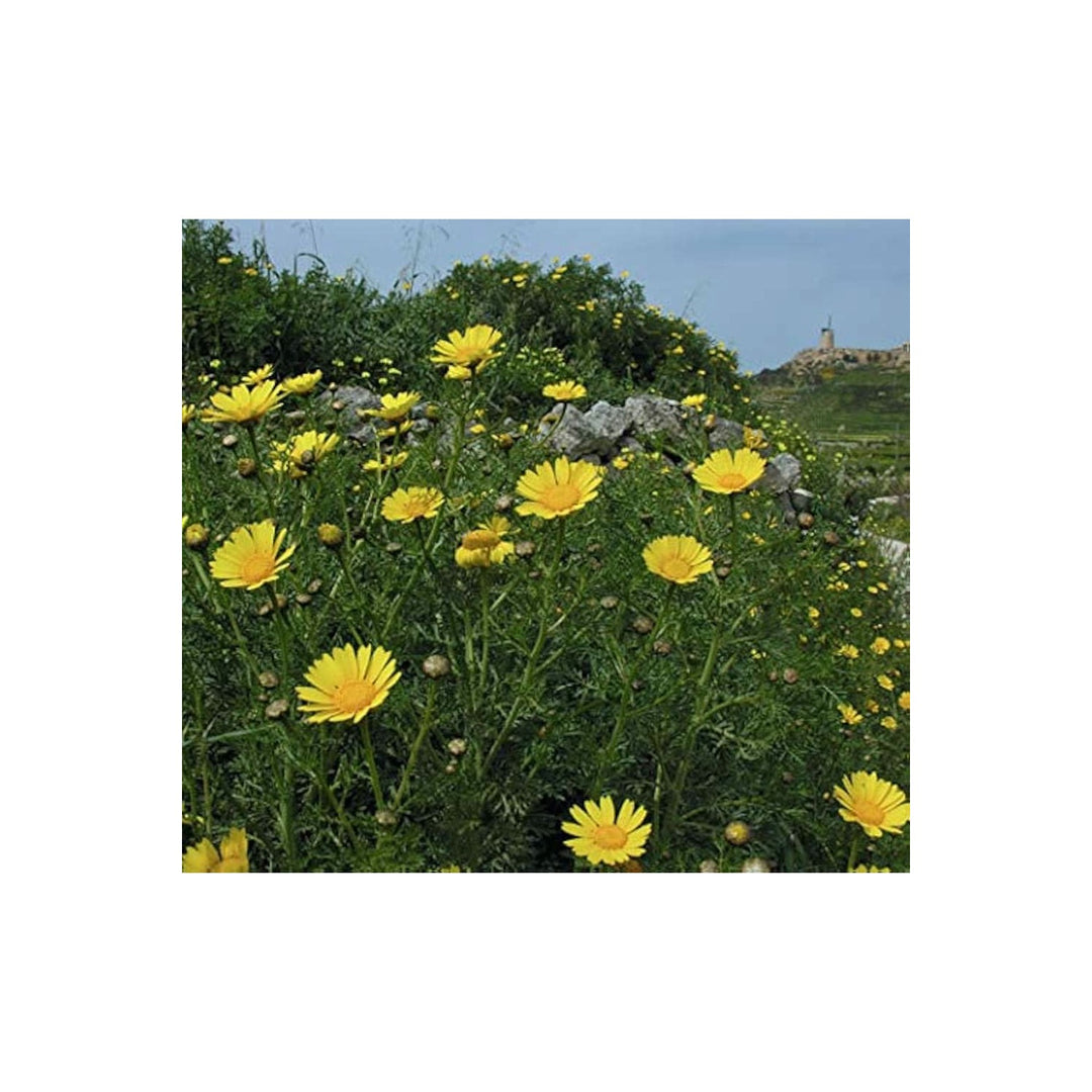Chrysanthemum Glebionis Coronaria Flower For Planting Crowndaisy Variety In Backyard Garden Flower [neera-v5-5172a0a447a68b874d57]