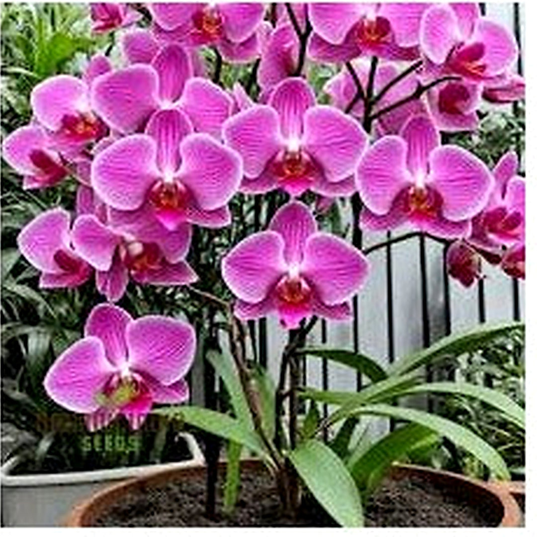 Pink Heirloom Non Gmo Slipper Orchid Flower For Garden Planting Rare Bloom Variety Flower Seeds for [neera-v5-5176ab4e80d61e979cc5]