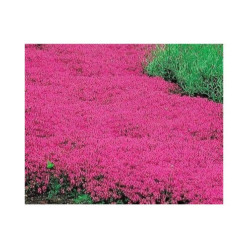 Red Creeping Thyme Groundcover Perennial Low Herb Fragrant Usa Non Gmo Heirloom Flower Seeds [neera-v5-517753d45ca5c545dc67]