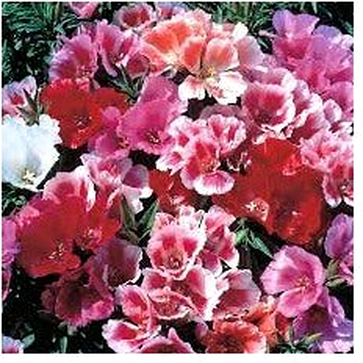 Monarch Mix Godetia grandiflora Flower Seeds for Planting [neera-v5-517a34f9c897f8932961]