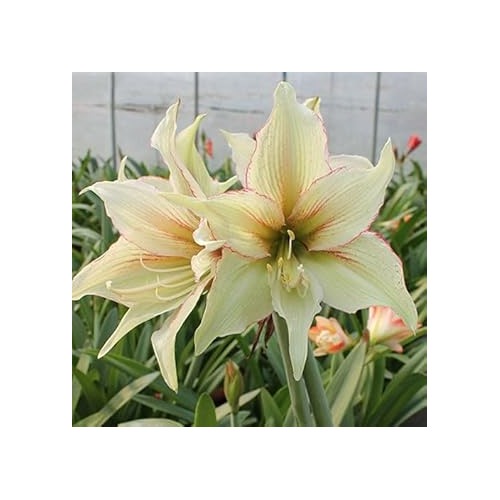 Light Yellow Hippeastrum Flower Seeds for Planting [neera-v5-518344a62b6a52a92342]
