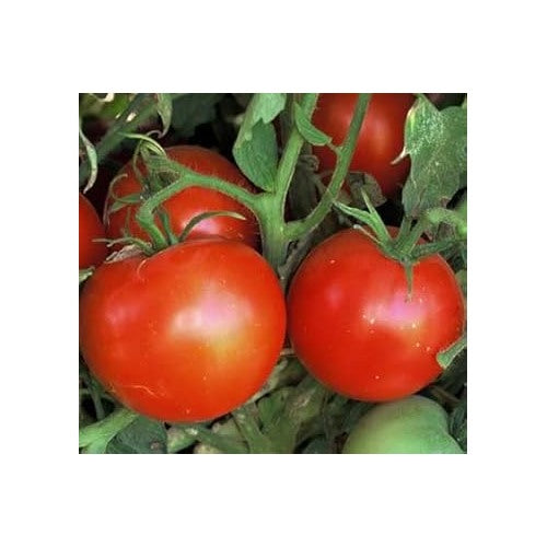 Red Tomato Seeds for Planting [neera-v5-5184e65ebdb45f891361]