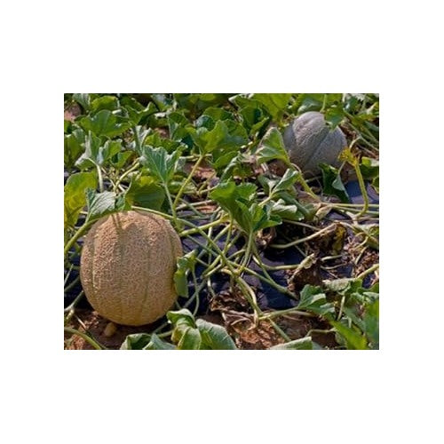 Brown Muskmelon Fruit Seeds for Planting [neera-v5-51908a0c36789b77304c]