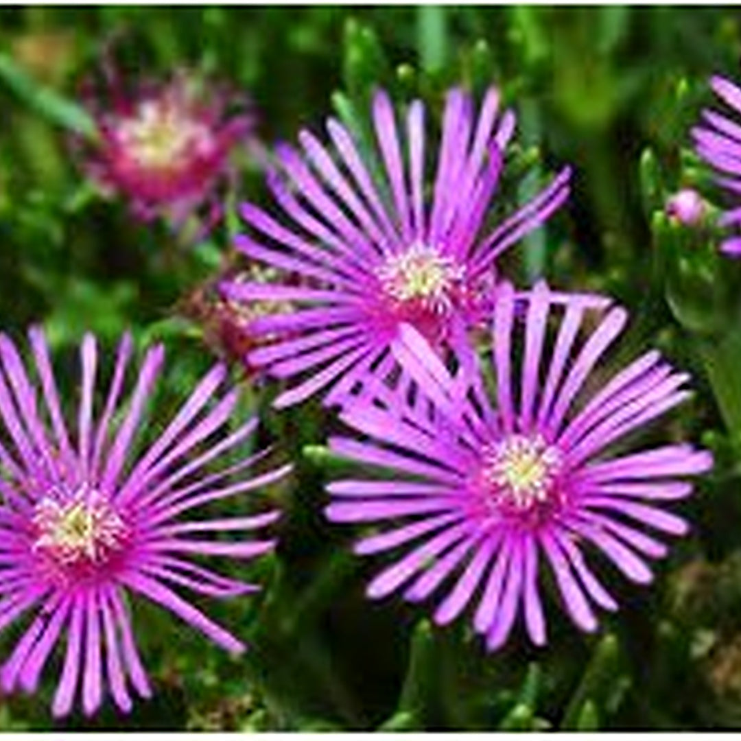 Pink Delosperma Flower Seeds for Planting [neera-v5-519acf37f9282d5c9409]