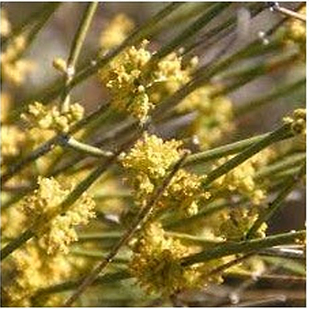 Yellow Mormon Tea Seeds [neera-v5-519f9eac5bd45ee8a6e7]