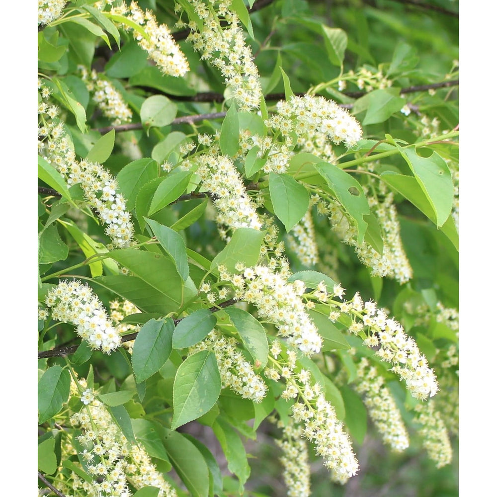 Heirloom Non Gmo Verbena Chokecherry Flower For Planting Pollinator Friendly Blooms Flower Seeds [neera-v5-51a13477faf5b0614f9c]