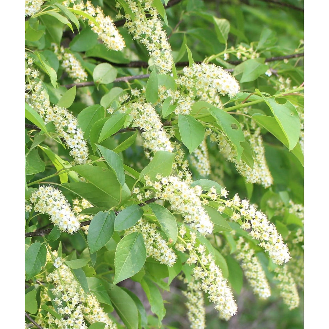 Heirloom Non Gmo Verbena Chokecherry Flower For Planting Pollinator Friendly Blooms Flower Seeds [neera-v5-51a13477faf5b0614f9c]