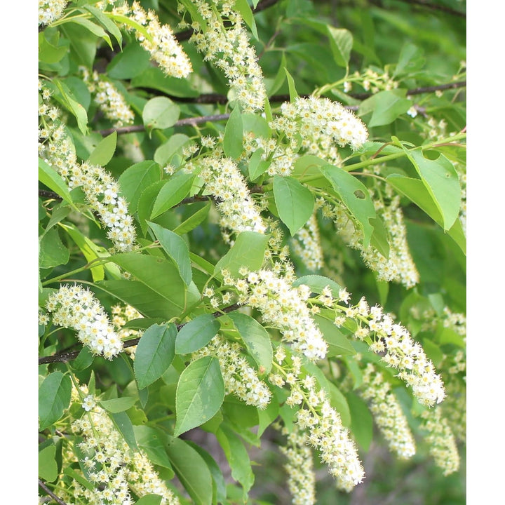 Heirloom Non Gmo Verbena Chokecherry Flower For Planting Pollinator Friendly Blooms Flower Seeds [neera-v5-51a13477faf5b0614f9c]