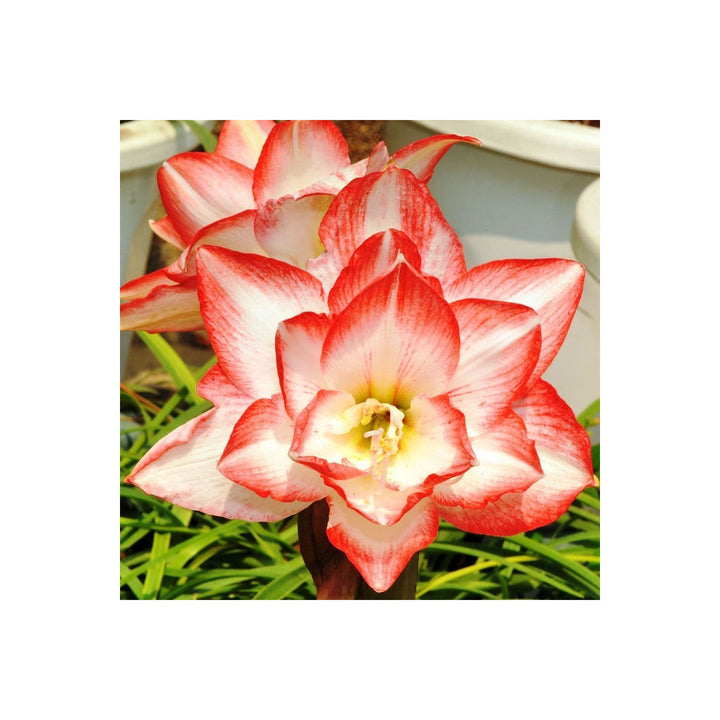 Red White Heirloom Non Gmo Hippeastrum Rutilum Flower Indoor Planting Flower Seeds Home [neera-v5-51a87be50ec7740c9675]