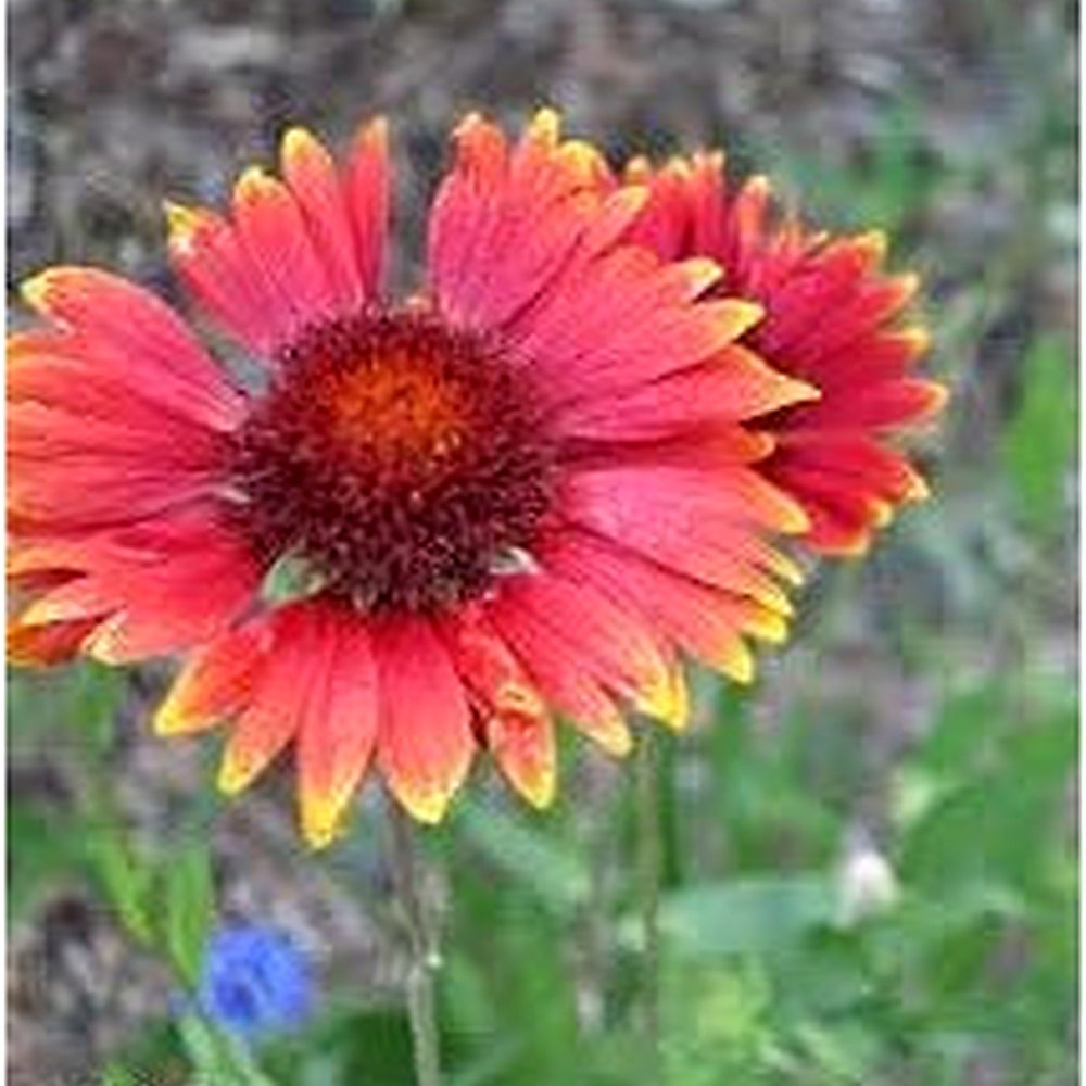 Heirloom Non-GMO Gaillardia Tokajer Flower Seeds for Planting [neera-v5-51abb5bc83e4a76c878a]