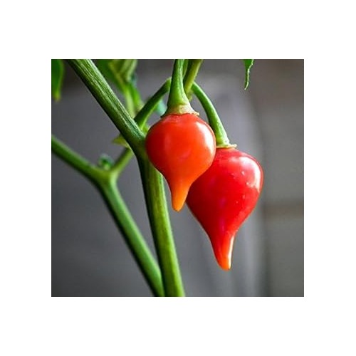 Chupetinha Pepper Seeds for Planting [neera-v5-51b40dc47c06c381ba4a]