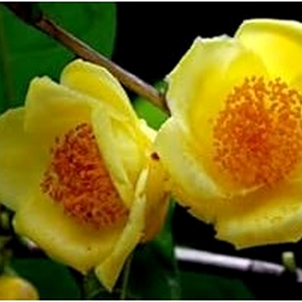 Camellia Flower Seeds for Garden Planting [neera-v5-51d337df79639dd3fd89]