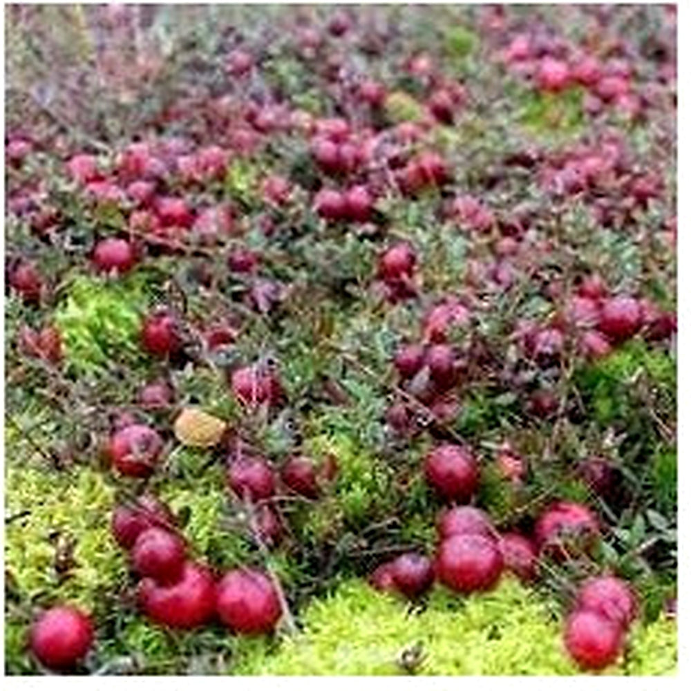 Winterberry Holly Seeds for Festive, Decorative Plants [neera-v5-51e9dfa386c39805fb48]