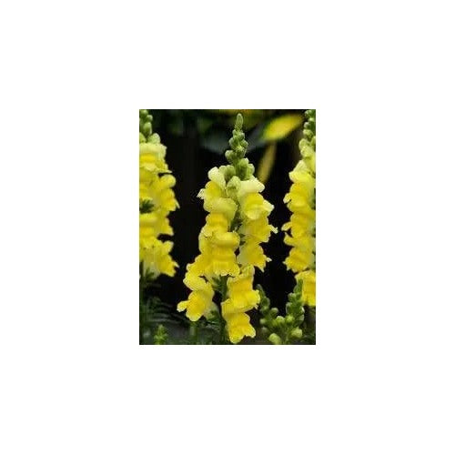 Golden Snapdragon Flower For Garden Planting Non Gmo Flower Seeds for Home Garden Planting, Vibrant [neera-v5-51f2f6e4d432bfa08325]