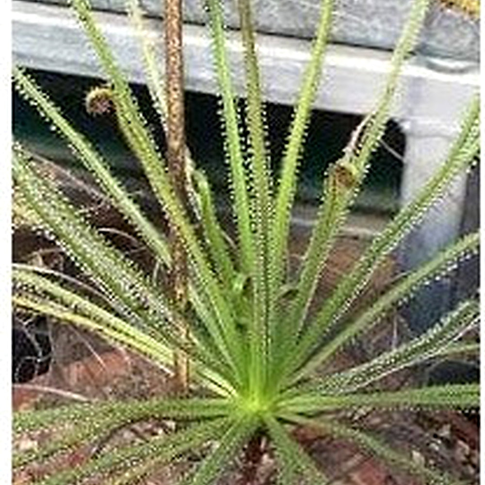Drosophyllum Lusitanicum Carnivorous Plant Seeds for Planting [neera-v5-51f73bb069eb06be2c4c]