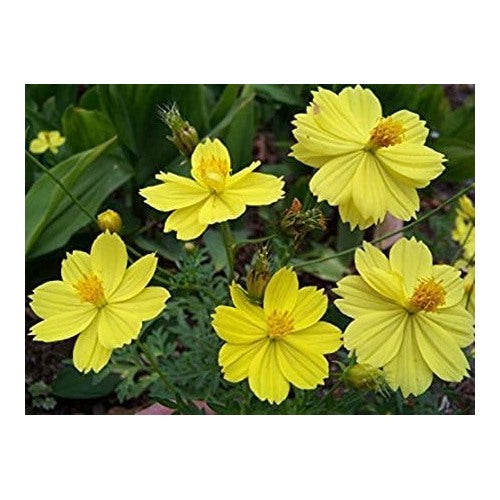 Dwarf Cosmos Carpet Mixed Cosmos Sulphureus Flower Seeds Home Garden Planting, Landscape [neera-v5-51fb8a5dfdecbcc98ab8]