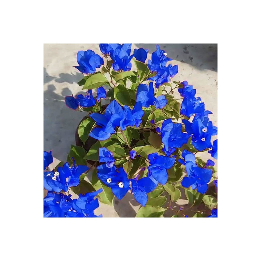 Blue Bougainvillea Climbing Flower For Planting Heirloom Non Gmo Vibrant Vine Flower Seeds for Home [neera-v5-51fff9ffeedad8f617db]