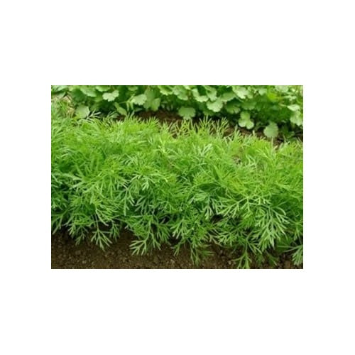 Bouquet Dill Herb Seeds for Planting [neera-v5-5202bb00171237835426]