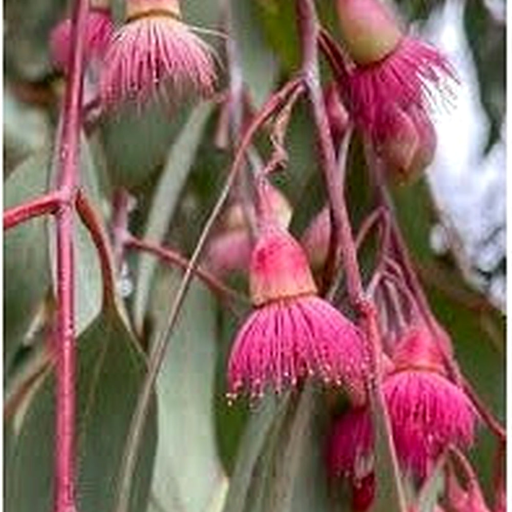 Pink Eucalyptus Sideroxylon Seeds for Planting [neera-v5-5208230fc390abb66cd3]