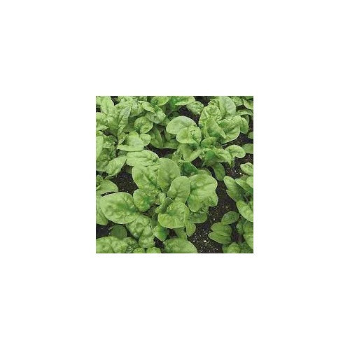 Bloomsdale Long Standing Spinach Seeds for Planting [neera-v5-5208e4b1e823deb379ef]