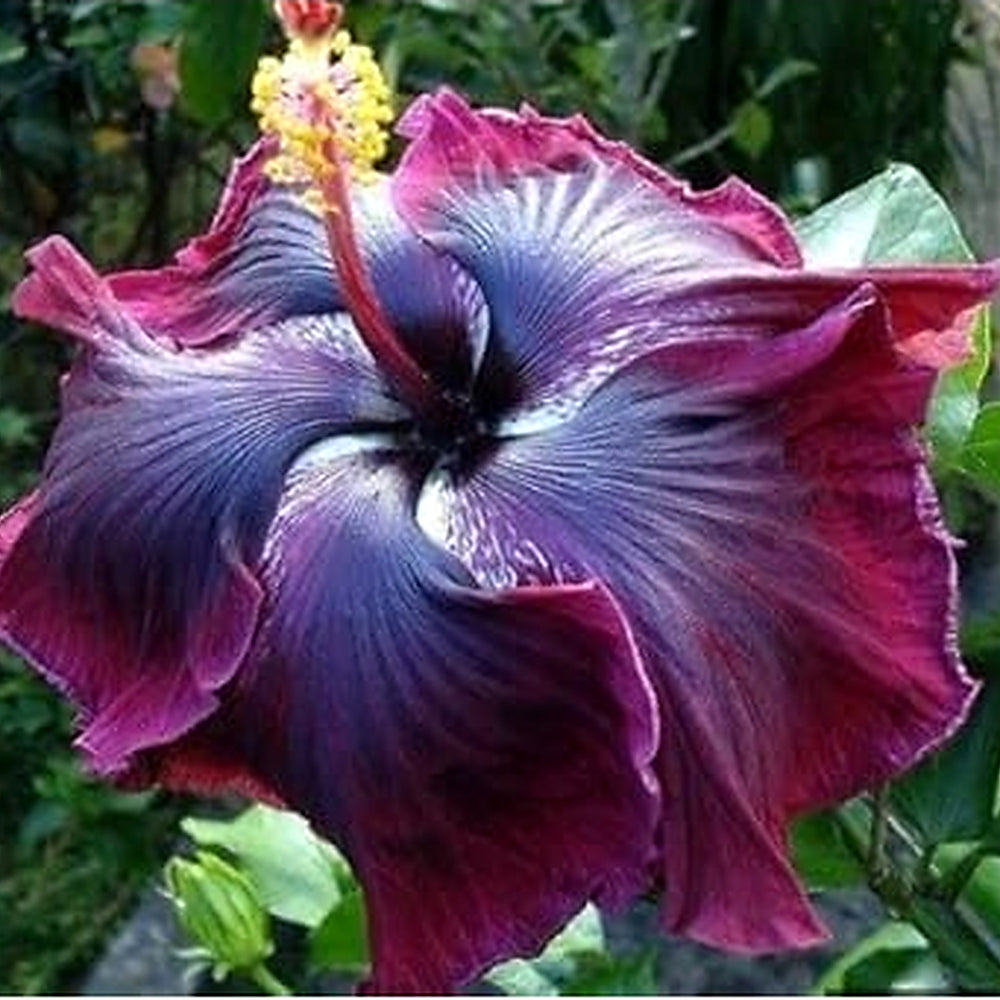Heirloom Black Maroon Hibiscus Flower Seeds [neera-v5-52107a3f13d3f8cd2a82]