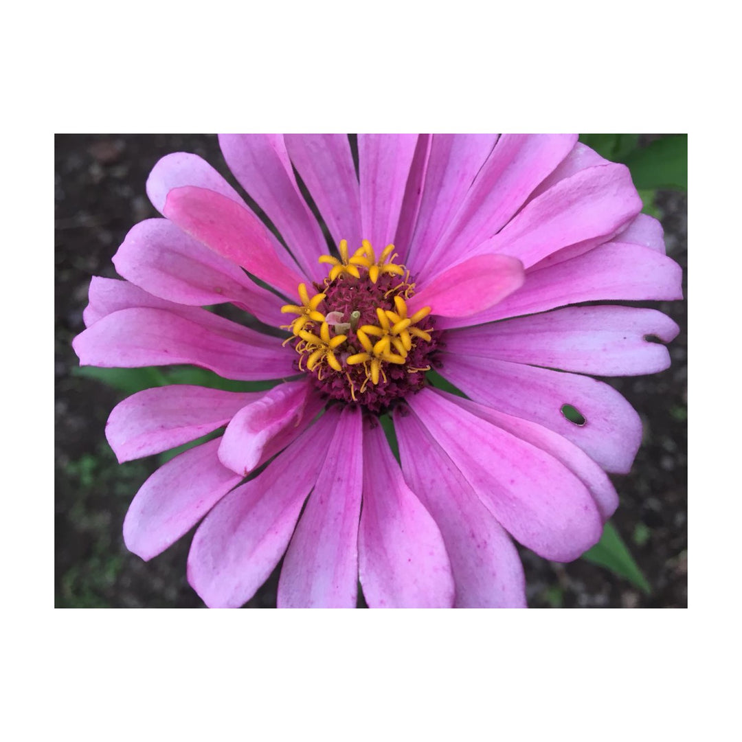 Single Petal Zinnia Mix Flower Planting Vibrant Non Gmo Garden Flowers Flower Seeds Home [neera-v5-522ac7e5c6d5ba39026b]