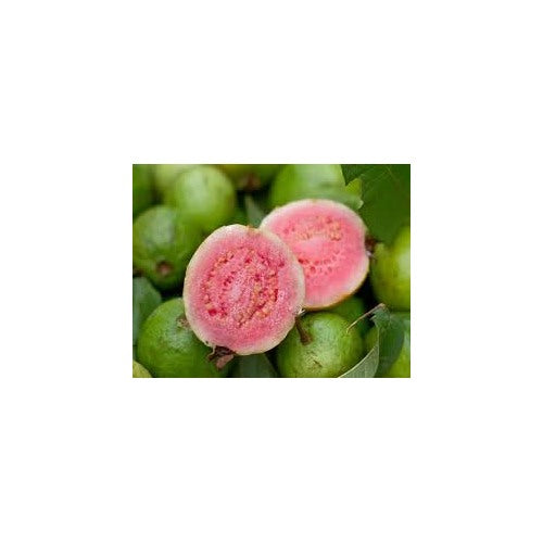 Ruby Supreme Guava Fruit Seeds for Planting [neera-v5-5233ef0cad654be292c1]