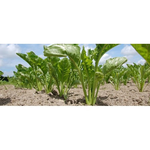 Beet Plant Seeds for Planting | Heirloom Non-GMO Organic Seeds for Sweet, Nutritious Garden Beets [neera-v5-524970e000a7d3ca657f]