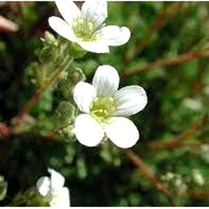 Saxifraga Cebennensis Seeds [neera-v5-5252e98c1892cea63690]