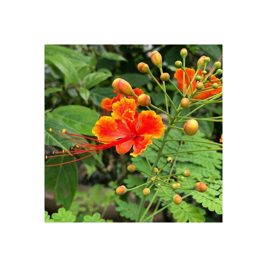 Red Caesalpinia Or Peacock Flower For Planting Flower Seeds for Home Garden Planting, Fragrant [neera-v5-525584bf12a1d20a8e59]