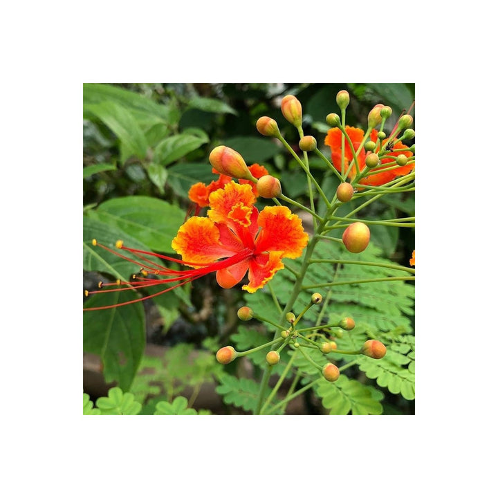 Red Caesalpinia Or Peacock Flower For Planting Flower Seeds for Home Garden Planting, Fragrant [neera-v5-525584bf12a1d20a8e59]