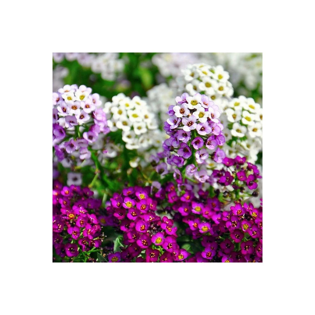 Heirloom Alyssum Flower For Planting Non Gmo Flower Seeds for Home Garden Planting, Premium Organic [neera-v5-5273c585ea01ae4af446]
